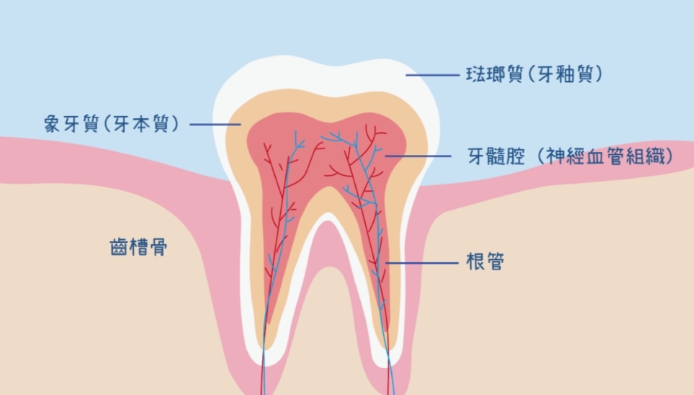 牙齒構造與功能