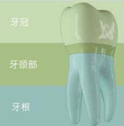 牙齒怎麼形成的