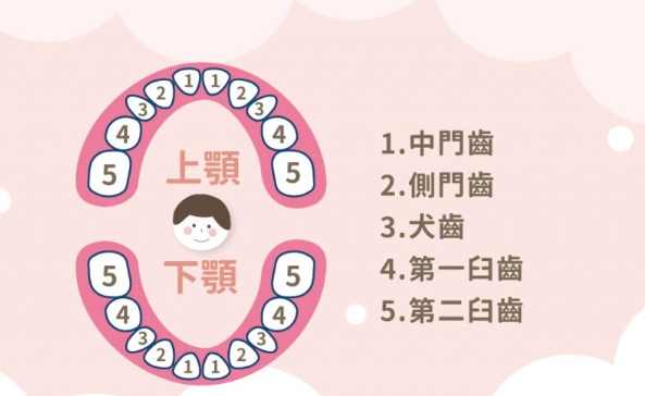 牙齒排列名稱 牙齒排列名稱