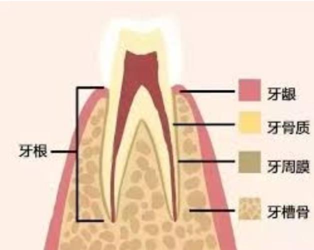 牙齦發炎、腫痛難忍？解析牙齦腫脹原因與長息肉的治療選擇 post thumbnail image